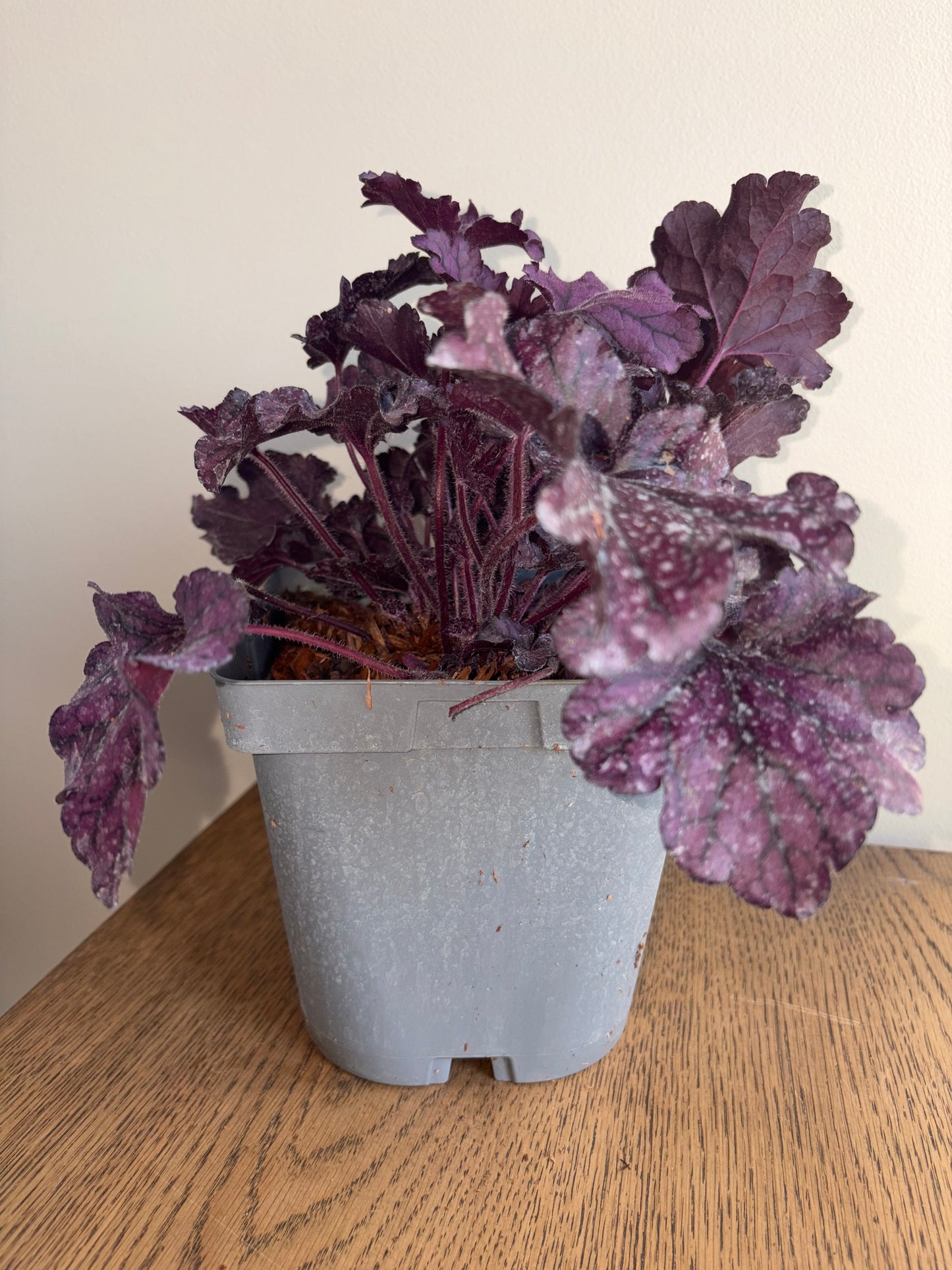 Heuchera Forever Purple 2L Coral Bells perennial plant HEUCHERA/141099/178865/GB