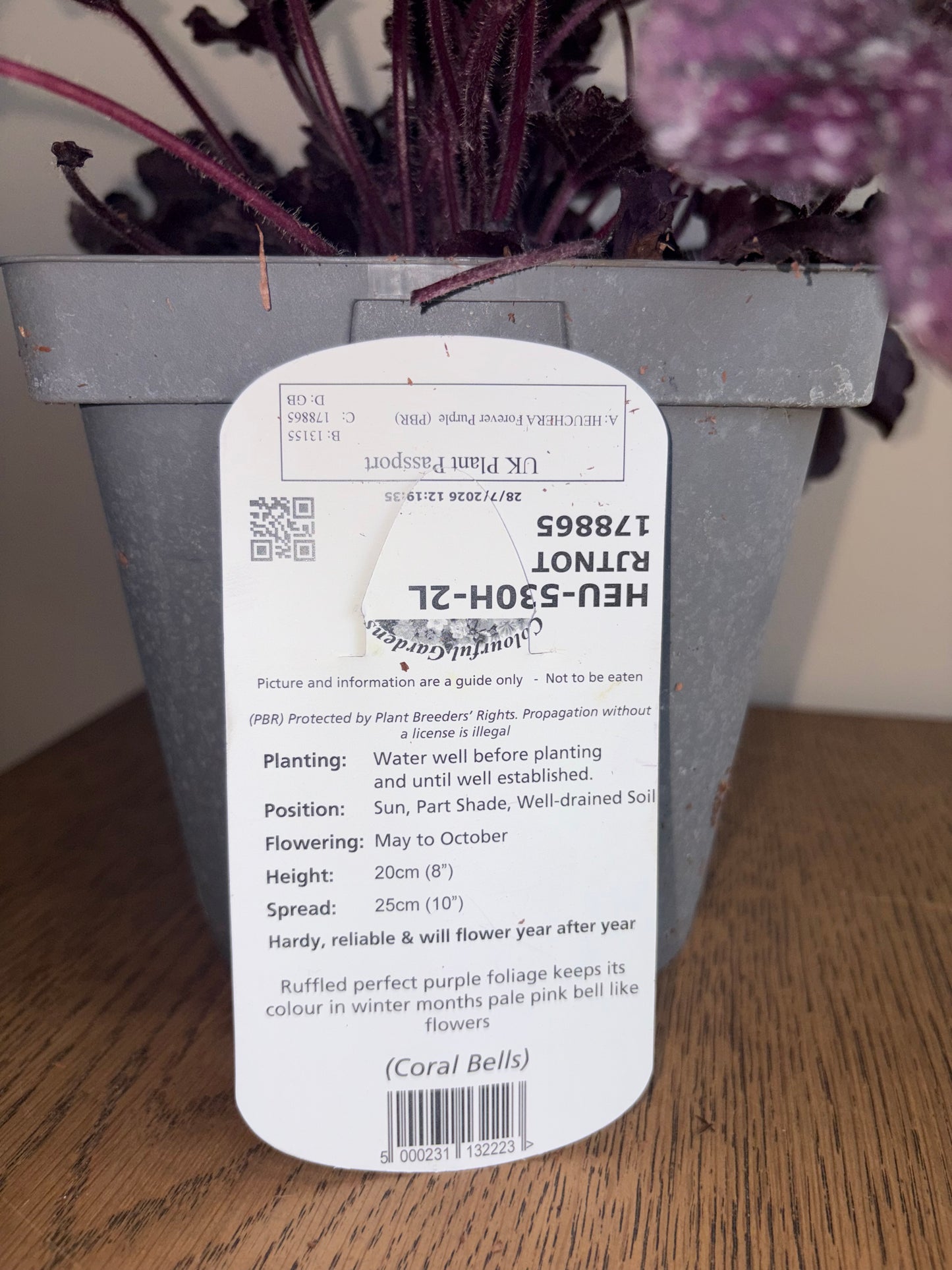 Heuchera Forever Purple 2L Coral Bells perennial plant HEUCHERA/141099/178865/GB