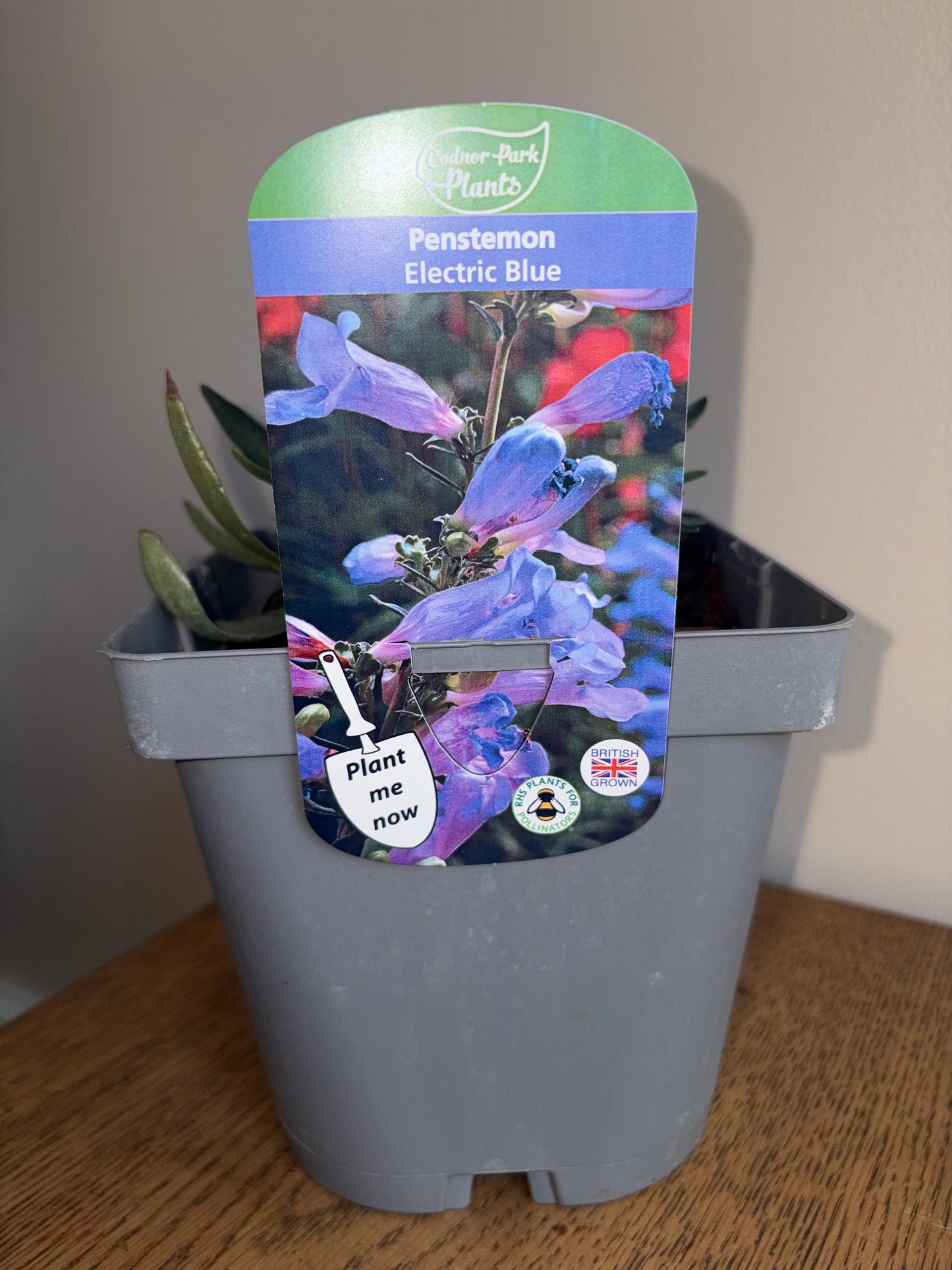 Penstemon Electric Blue 2L perennial plant PENSTEMON heterophyllus/141099/178865/GB