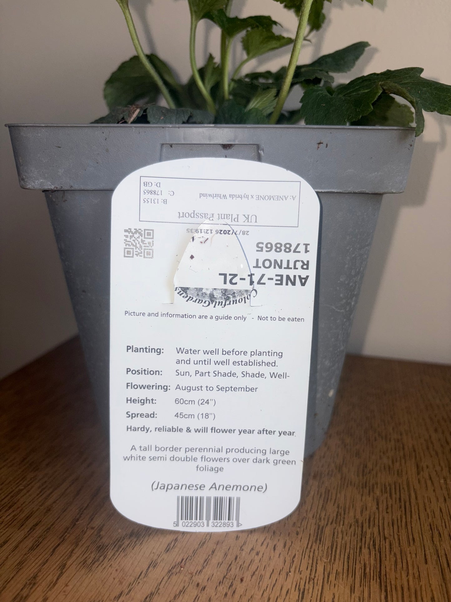 Anemone Whirlwind 2L perennial plant ANEMONE x hybrida/141099/178865/GB