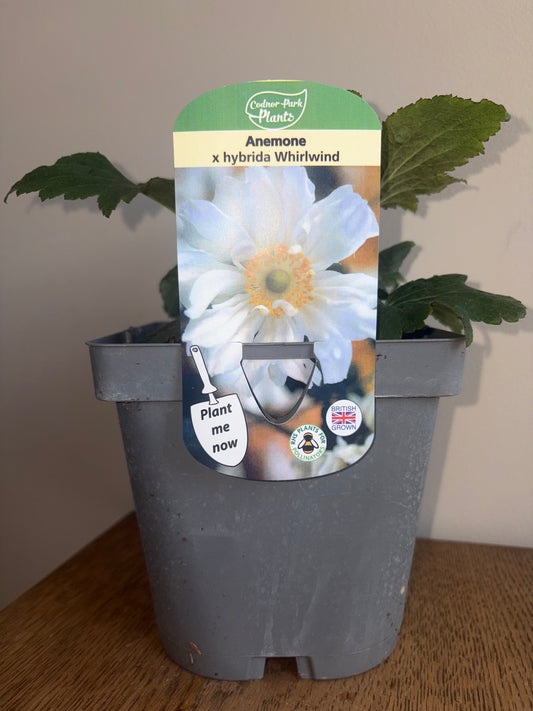 Anemone Whirlwind 2L perennial plant ANEMONE x hybrida/141099/178865/GB
