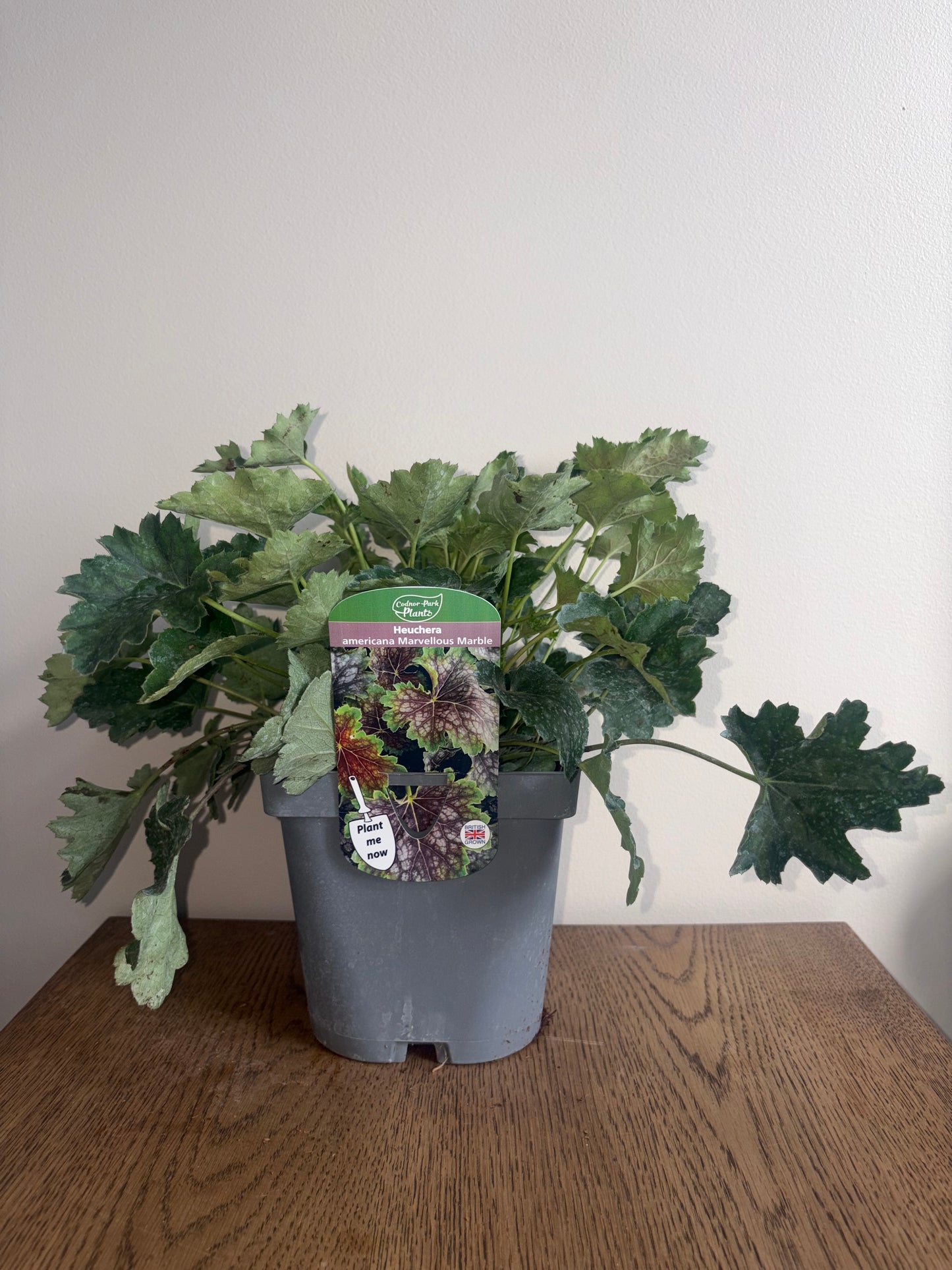 Heuchera Marvellous Marble 2L perennial plant HEUCHERA americana/141099/178865/GB