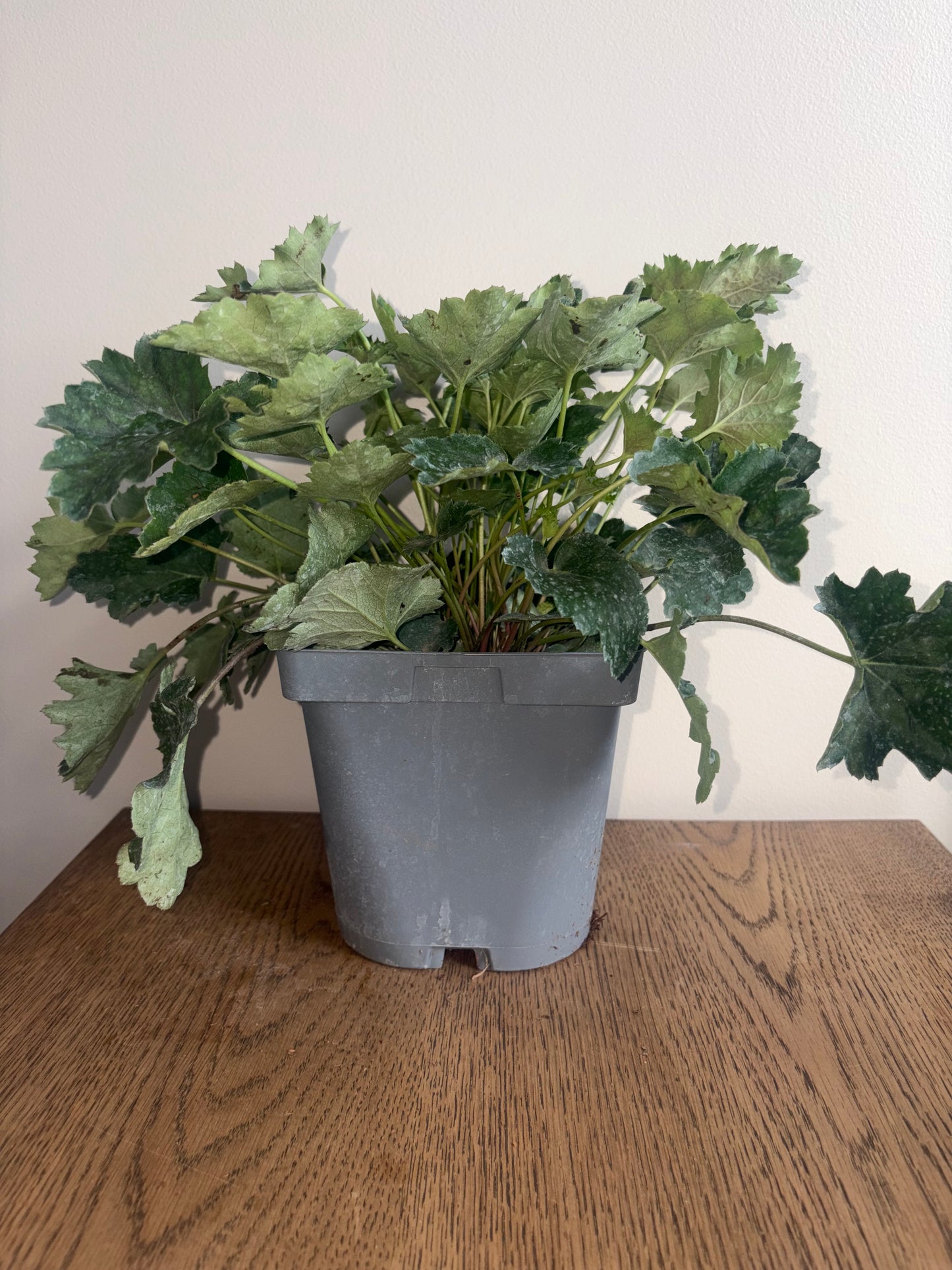 Heuchera Marvellous Marble 2L perennial plant HEUCHERA americana/141099/178865/GB