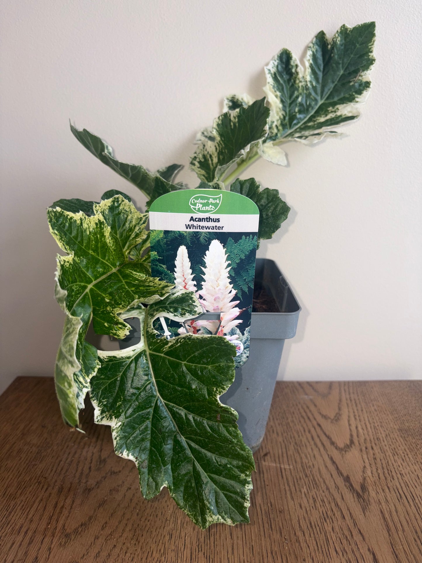 Acanthus Whitewater 2L perennial plant ACANTHUS/141099/178865/GB