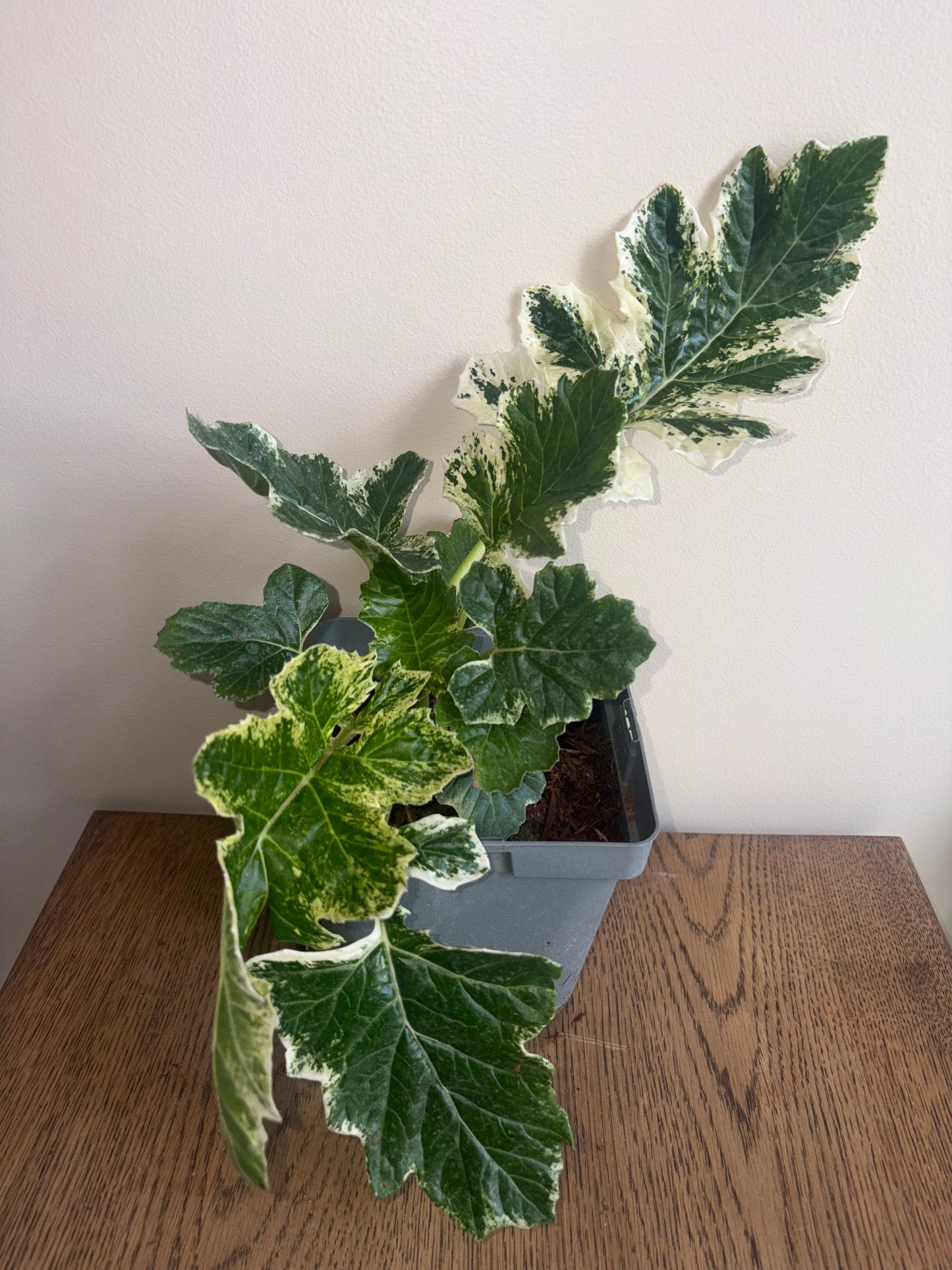 Acanthus Whitewater 2L perennial plant ACANTHUS/141099/178865/GB