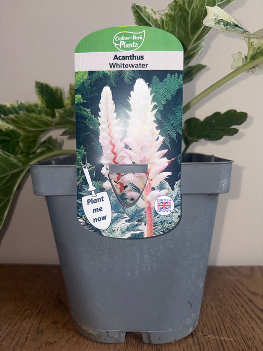 Acanthus Whitewater 2L perennial plant ACANTHUS/141099/178865/GB