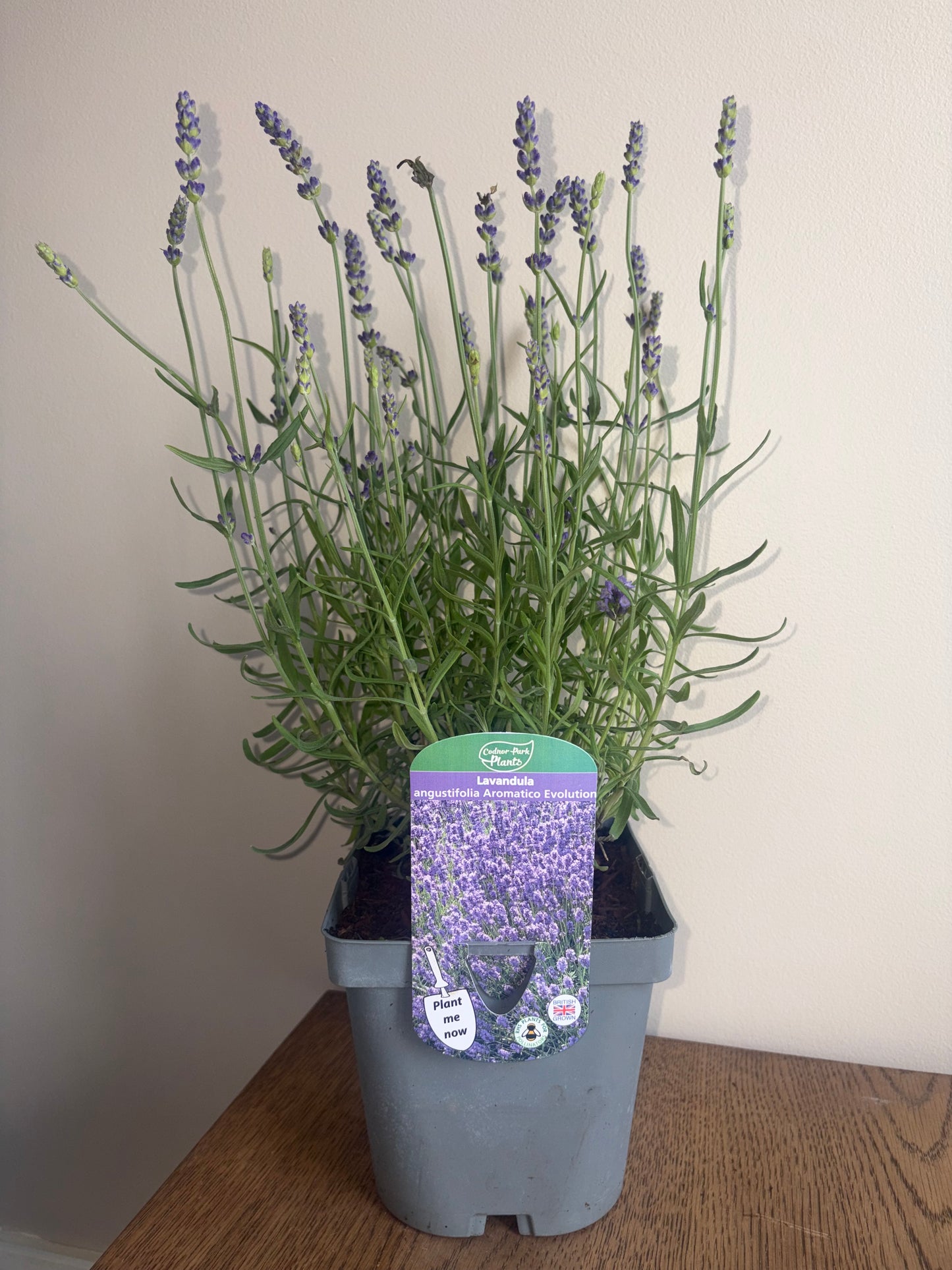 Lavandula Aromatico Evolution 2L lavender LAVANDULA angustifolia/141099/178865/GB
