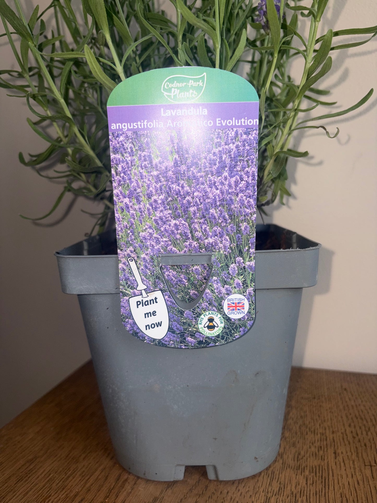 Lavandula Aromatico Evolution 2L lavender LAVANDULA angustifolia/141099/178865/GB