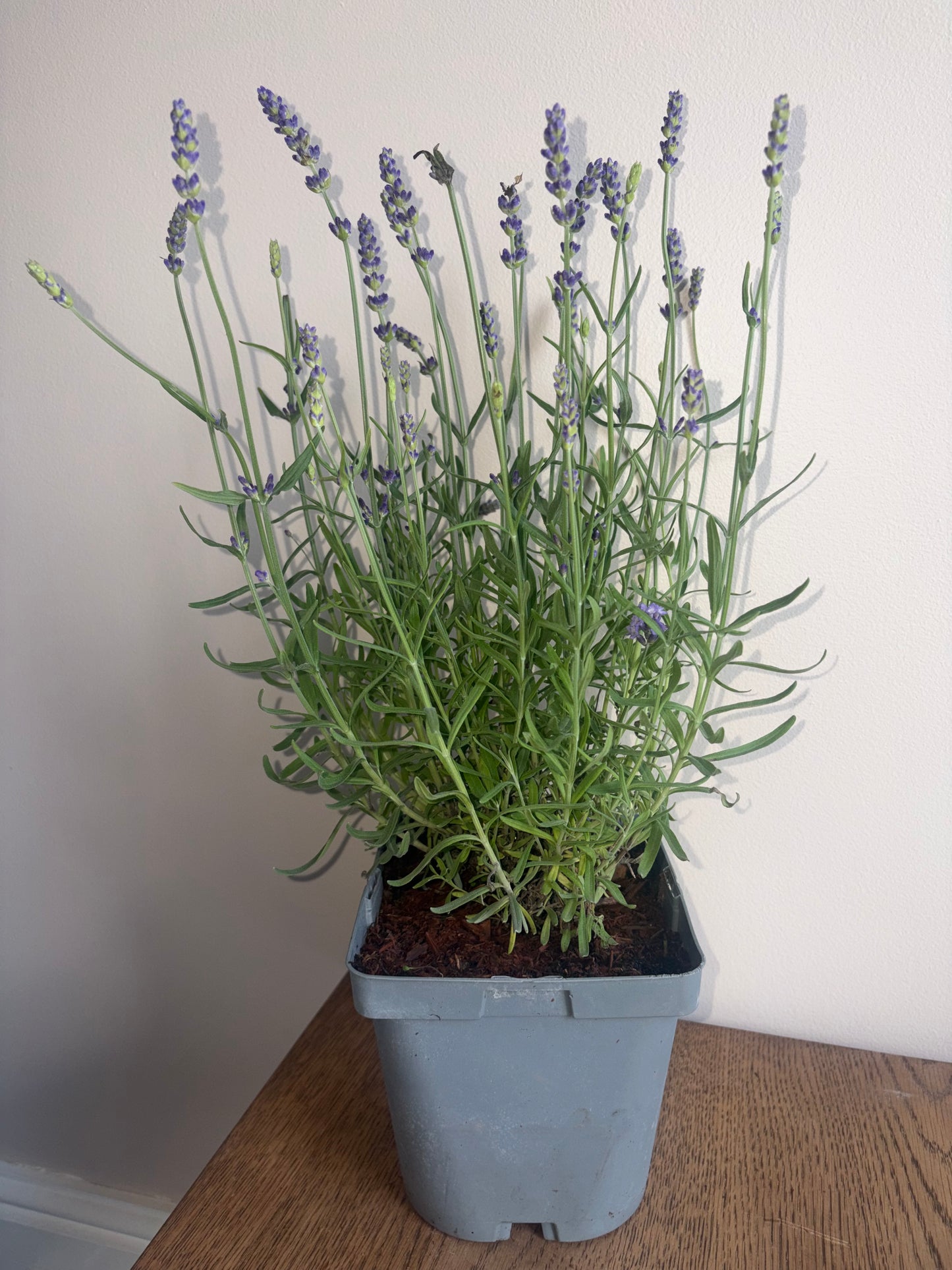 Lavandula Aromatico Evolution 2L lavender LAVANDULA angustifolia/141099/178865/GB