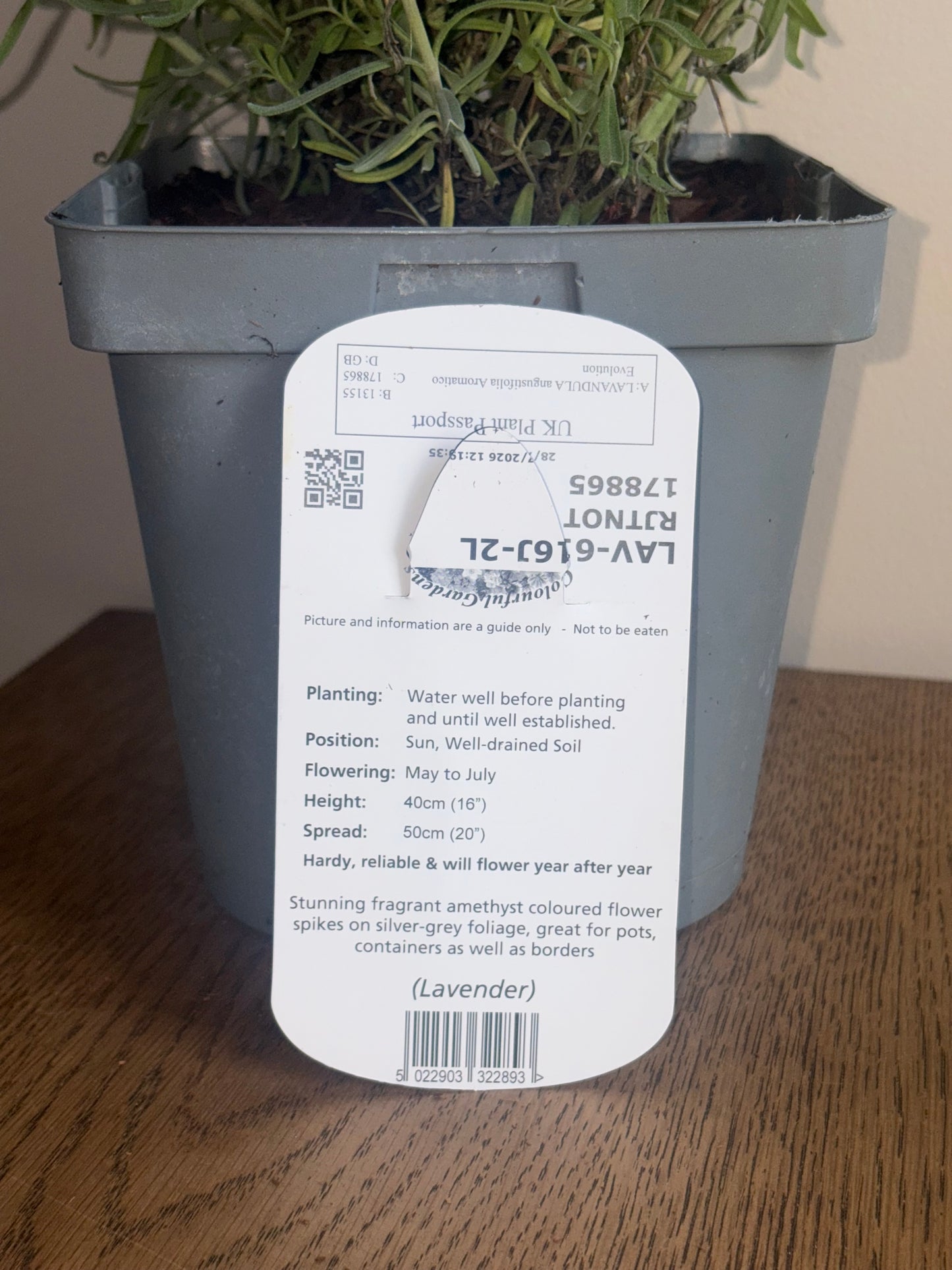 Lavandula Aromatico Evolution 2L lavender LAVANDULA angustifolia/141099/178865/GB