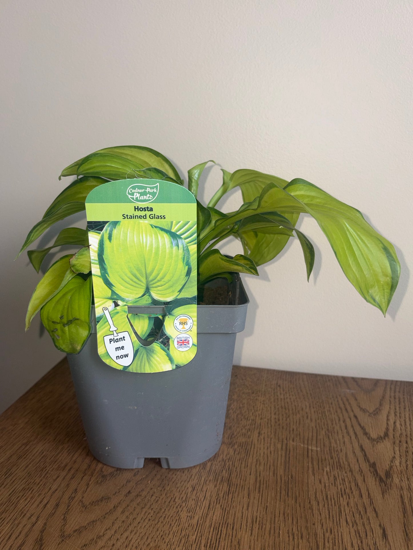 Hosta Stained Glass 2L perennial plant HOSTA/141099/178865/GB