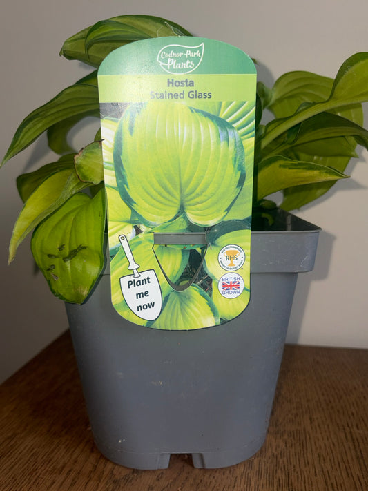Hosta Stained Glass 2L Perennial Plant | Striking Bi-Coloured Variegated Foliage