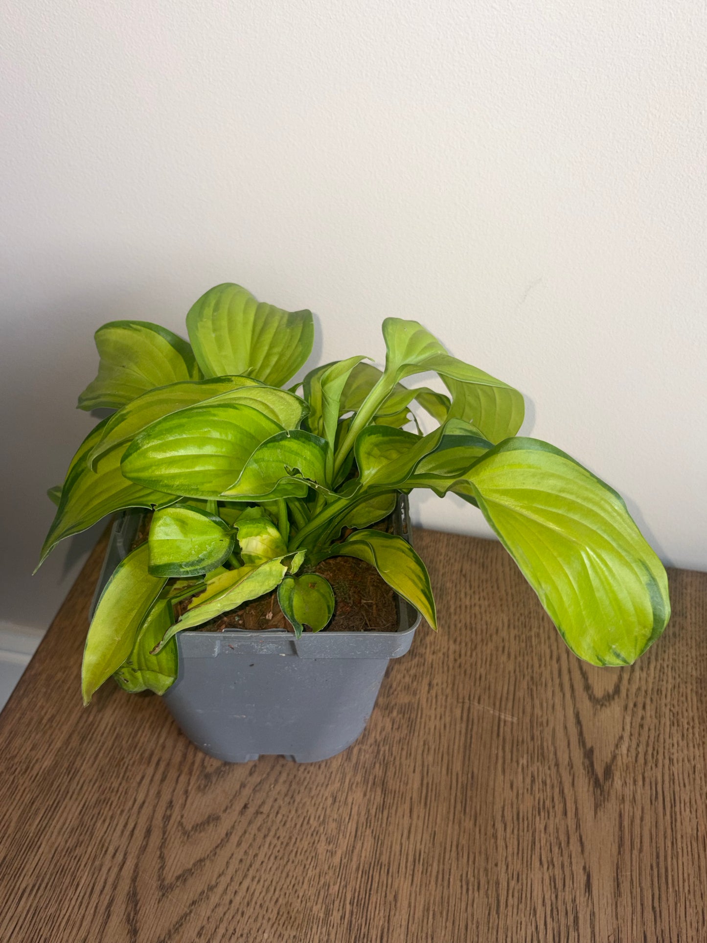 Hosta Stained Glass 2L perennial plant HOSTA/141099/178865/GB