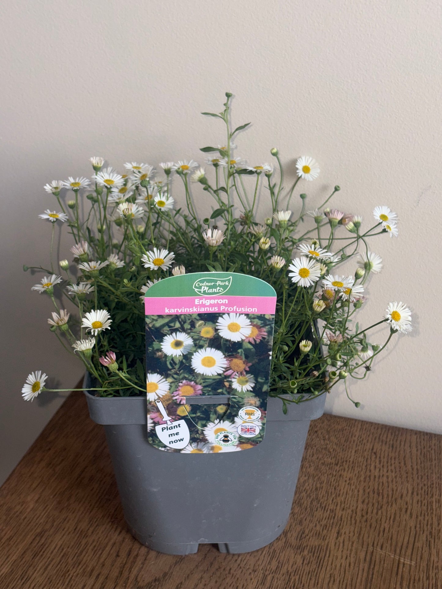 Erigeron Profusion 2L perennial plant ERIGERON karvinskianus/141099/178865/GB