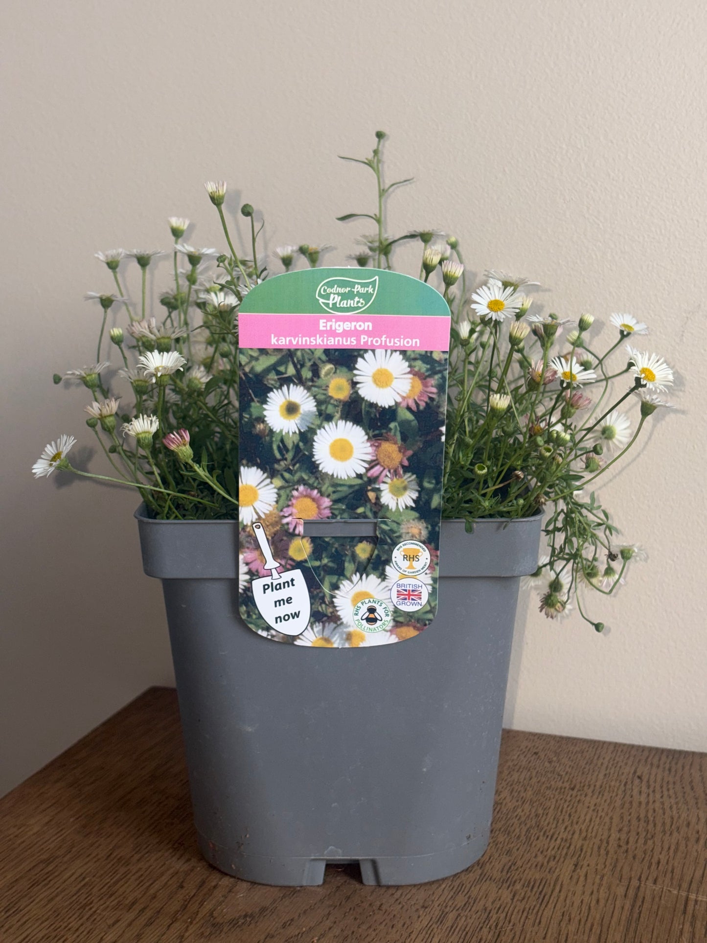 Erigeron Profusion 2L perennial plant ERIGERON karvinskianus/141099/178865/GB