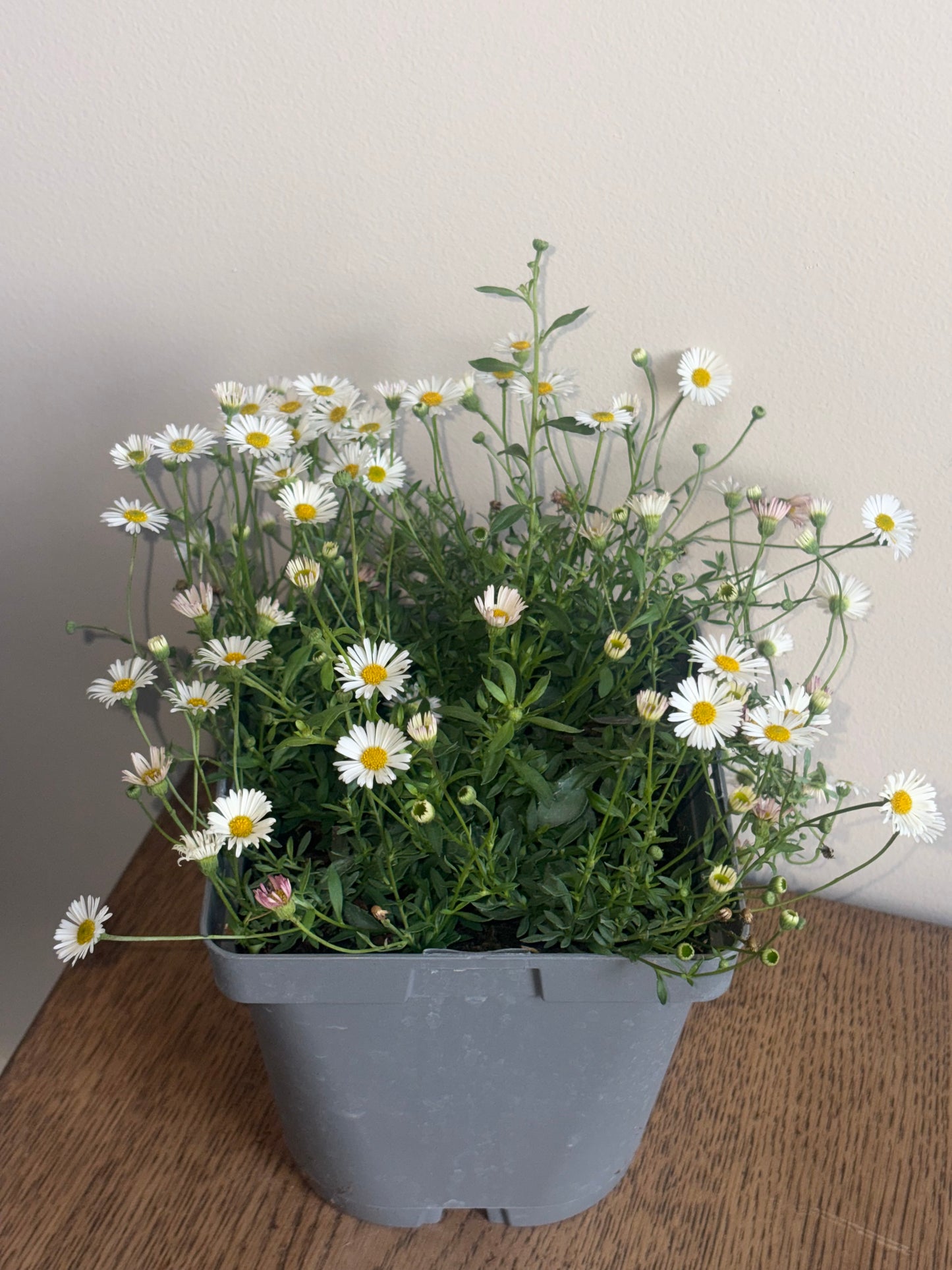 Erigeron Profusion 2L perennial plant ERIGERON karvinskianus/141099/178865/GB