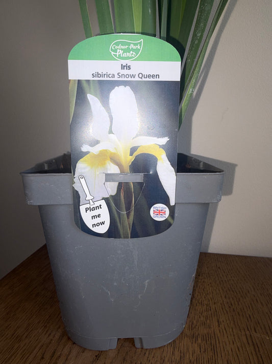 Iris Snow Queen 2L | Siberian Iris Perennial Garden Plant | Summer Flowering
