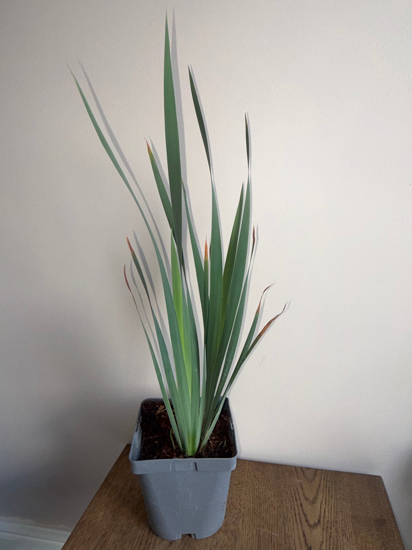 Iris Snow Queen 2L perennial plant IRIS sibirica/141099/178865/GB
