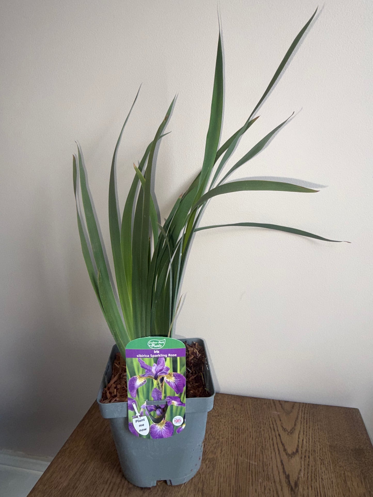 Iris Sparkling Rose 2L perennial plant IRIS sibirica/141099/178865/GB