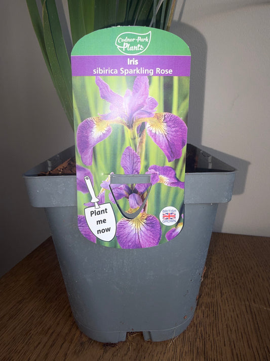 Iris Sparkling Rose 2L | Siberian Iris Perennial Garden Plant | Summer Flowering