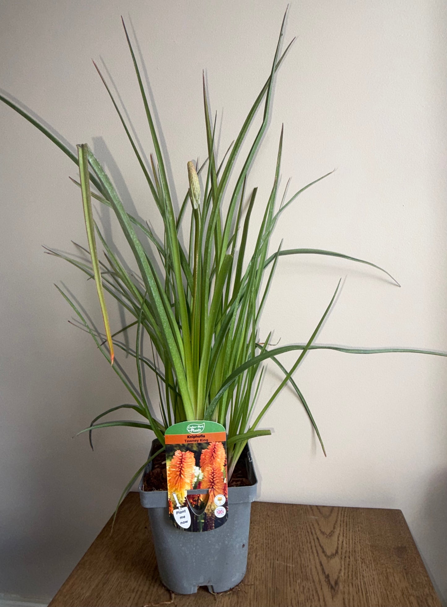 Kniphofia Tawny King 2L Red Hot Poker perennial plant KNIPHOFIA/141099/178865/GB