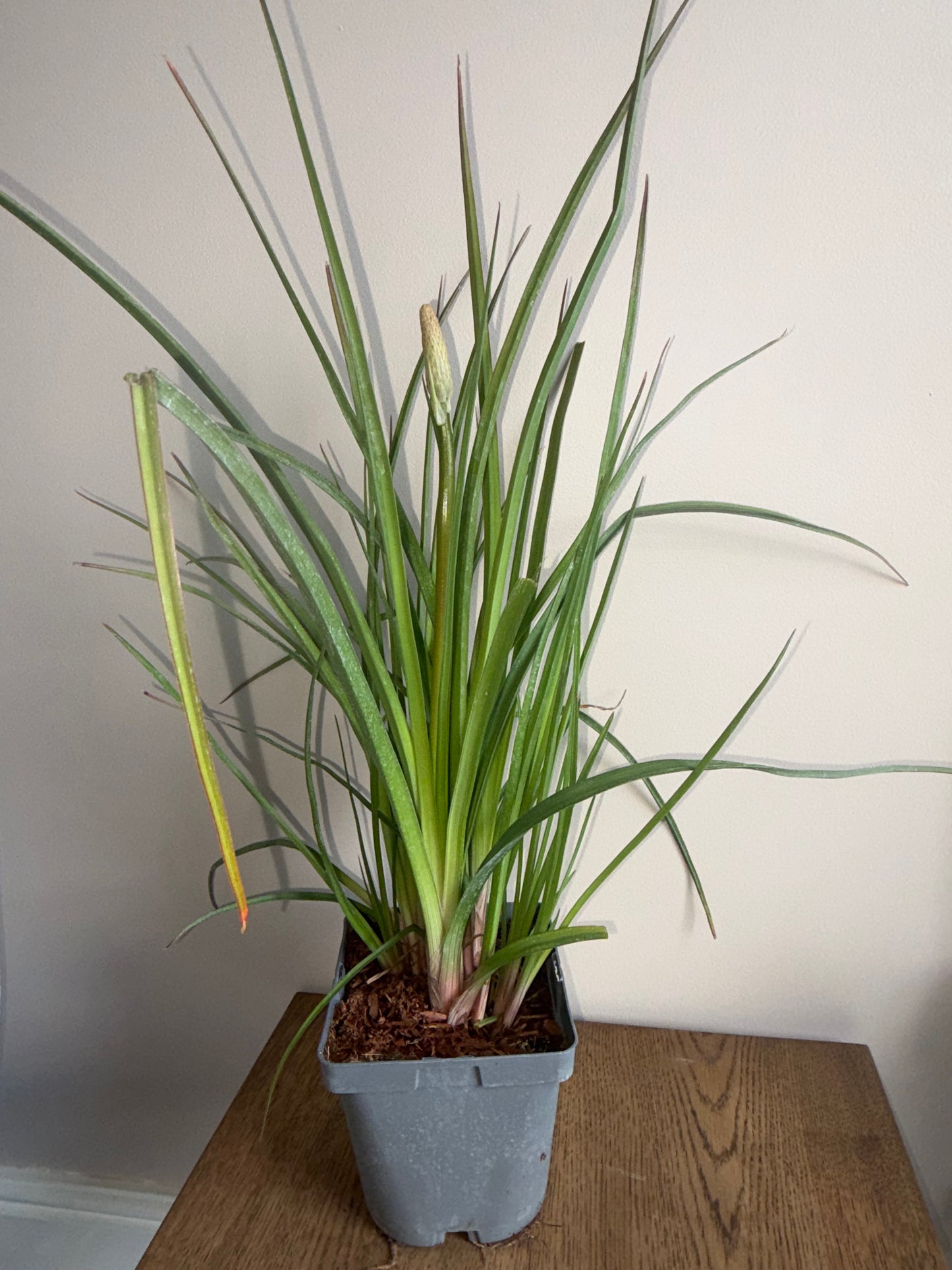Kniphofia Tawny King 2L Red Hot Poker perennial plant KNIPHOFIA/141099/178865/GB