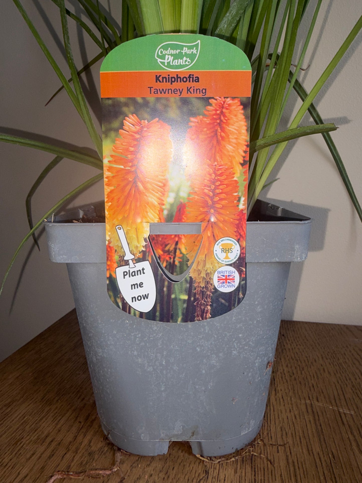 Kniphofia Tawny King 2L Red Hot Poker perennial plant KNIPHOFIA/141099/178865/GB
