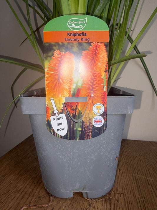 Kniphofia Tawny King 2L | Red Hot Poker Perennial Plant | Striking Flower Spikes
