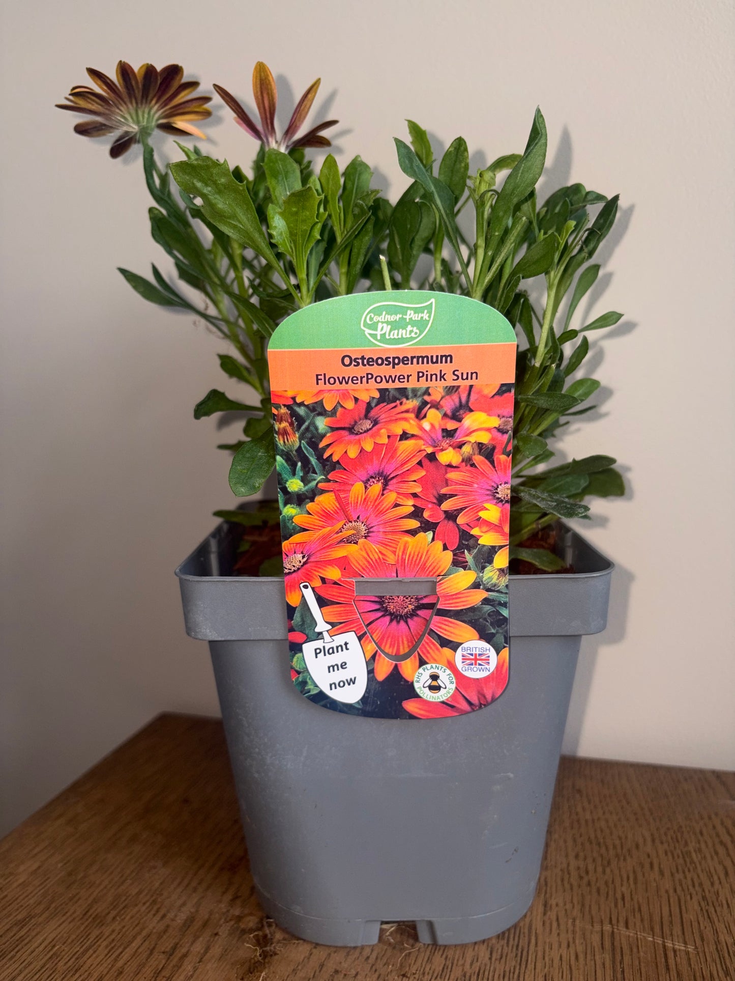 Osteospermum FlowerPower Pink Sun 2L OSTEOSPERMUM/141099/178865/GB
