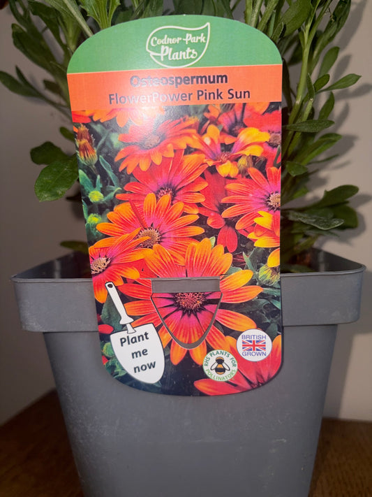 Osteospermum FlowerPower Pink Sun 2L | African Daisy Flowering Plant