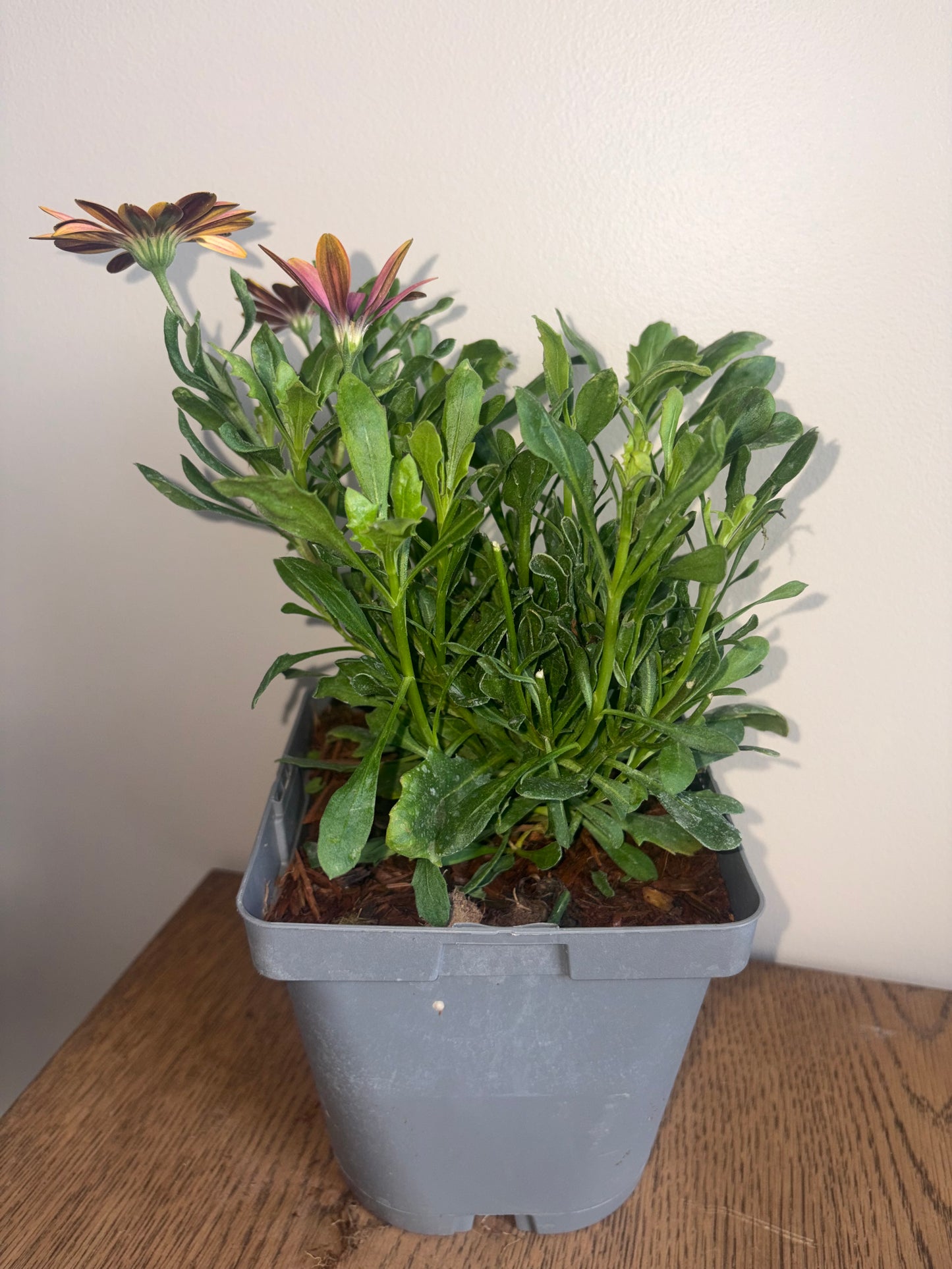Osteospermum FlowerPower Pink Sun 2L OSTEOSPERMUM/141099/178865/GB