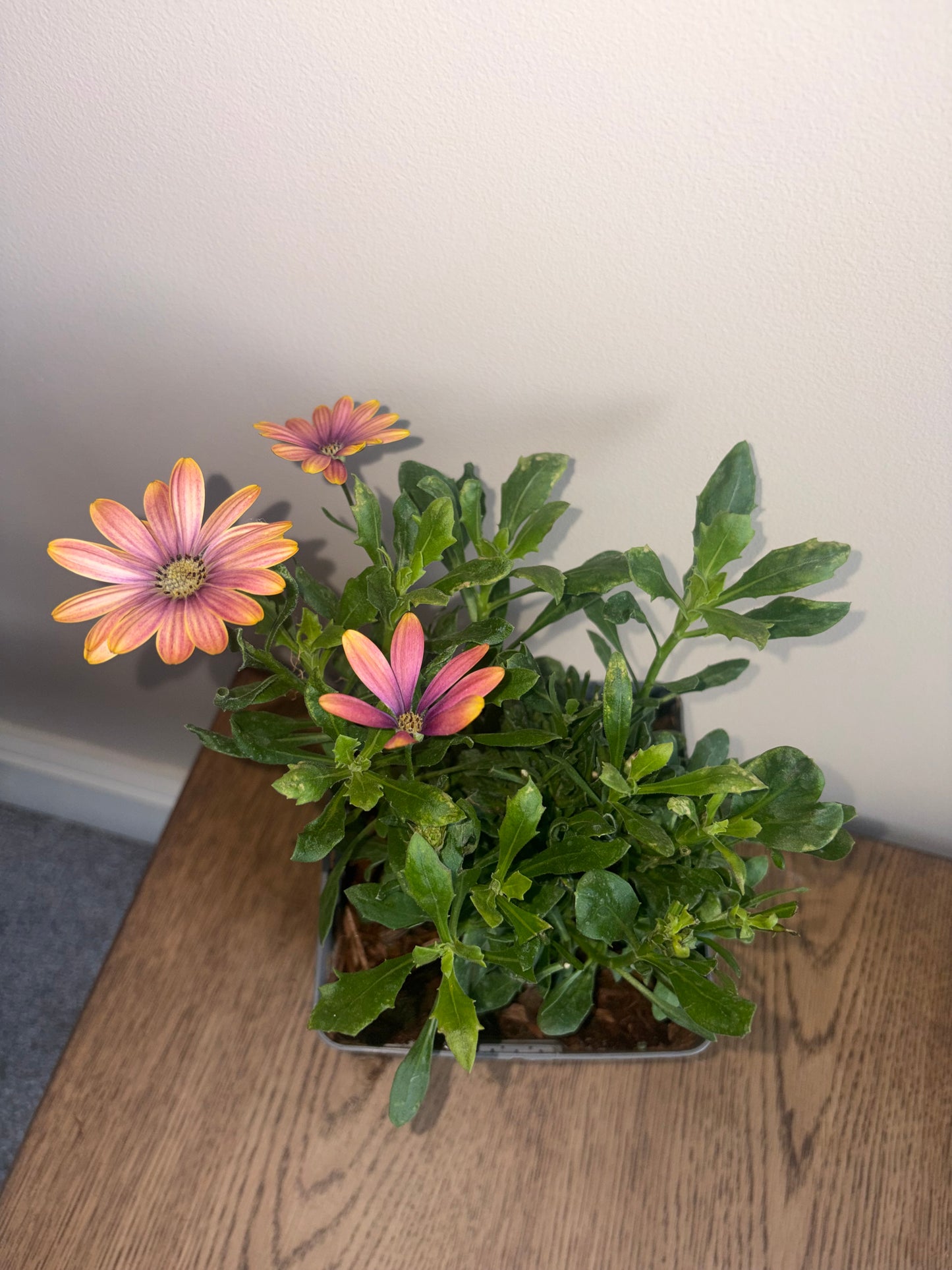 Osteospermum FlowerPower Pink Sun 2L OSTEOSPERMUM/141099/178865/GB