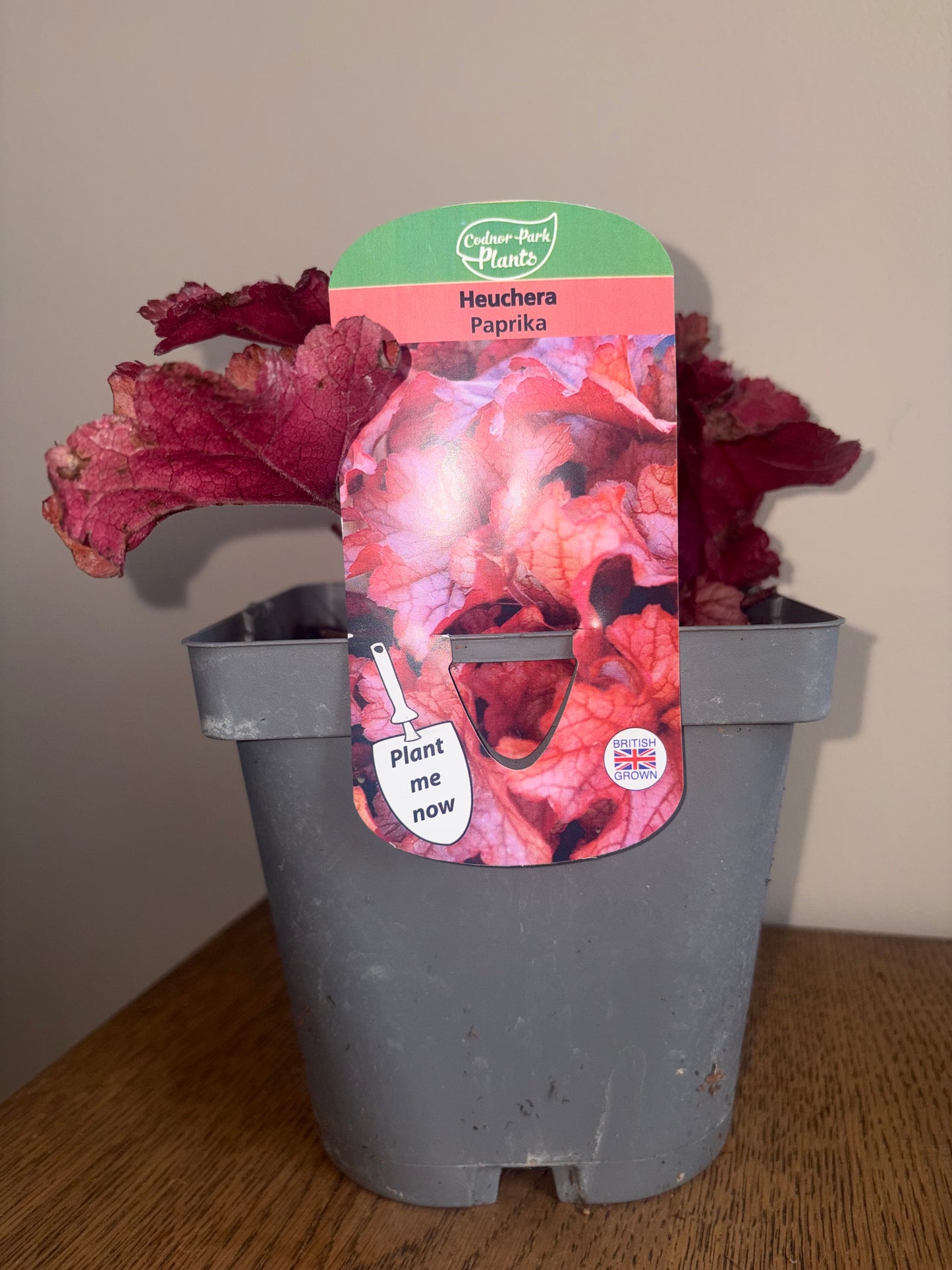Heuchera Paprika 2L perennial Coral Bells plant HEUCHERA/141099/178865/GB