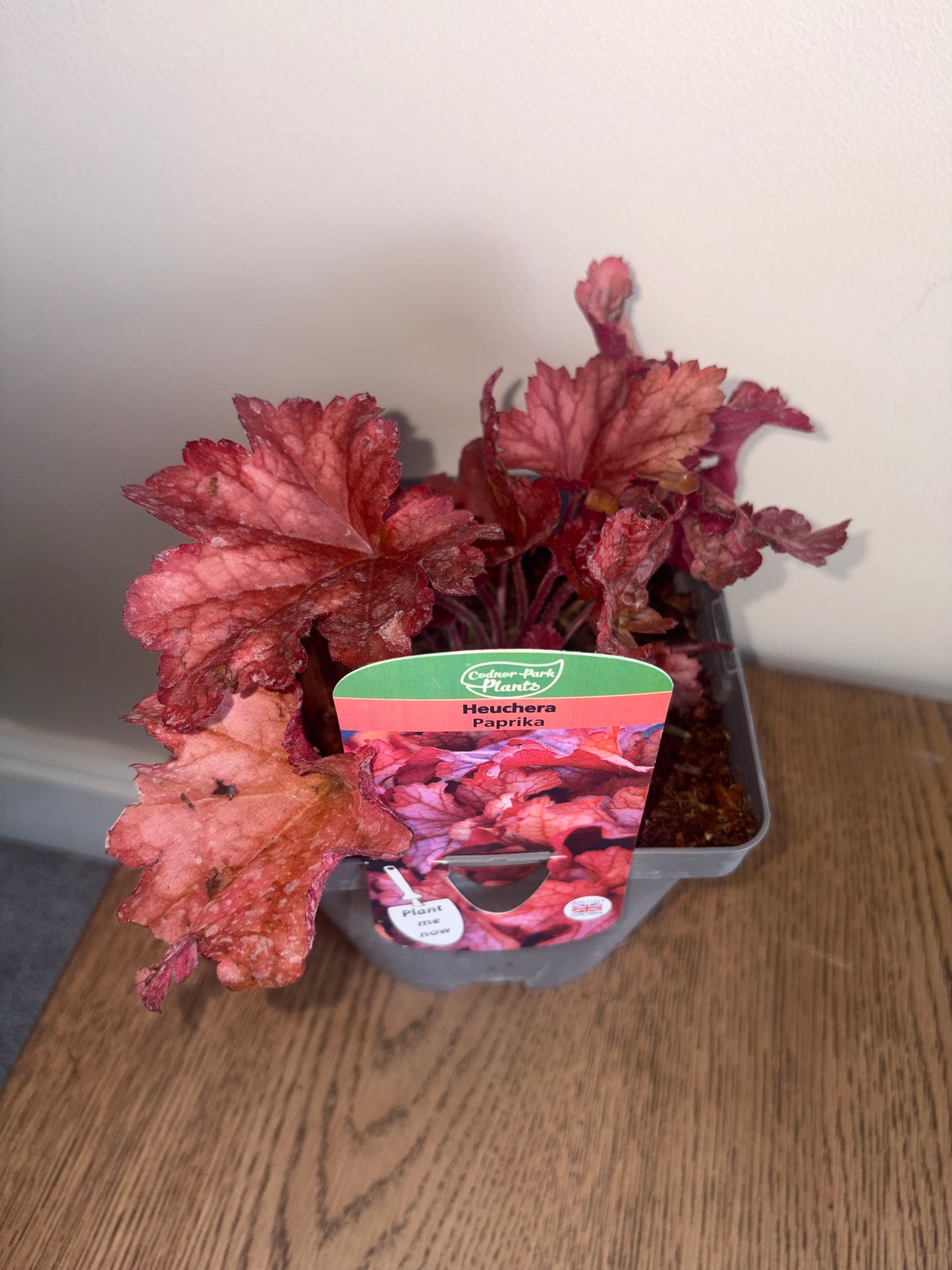 Heuchera Paprika 2L perennial Coral Bells plant HEUCHERA/141099/178865/GB