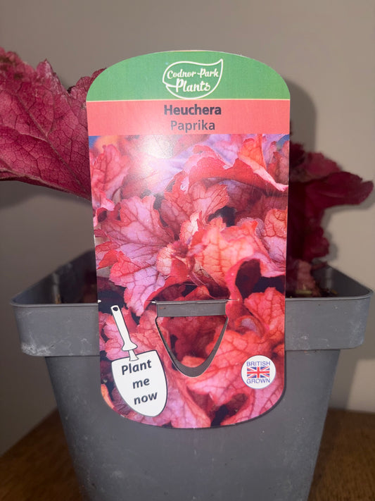 Heuchera Paprika 2L | Coral Bells Flowering Plant | Clump-Forming Perennial