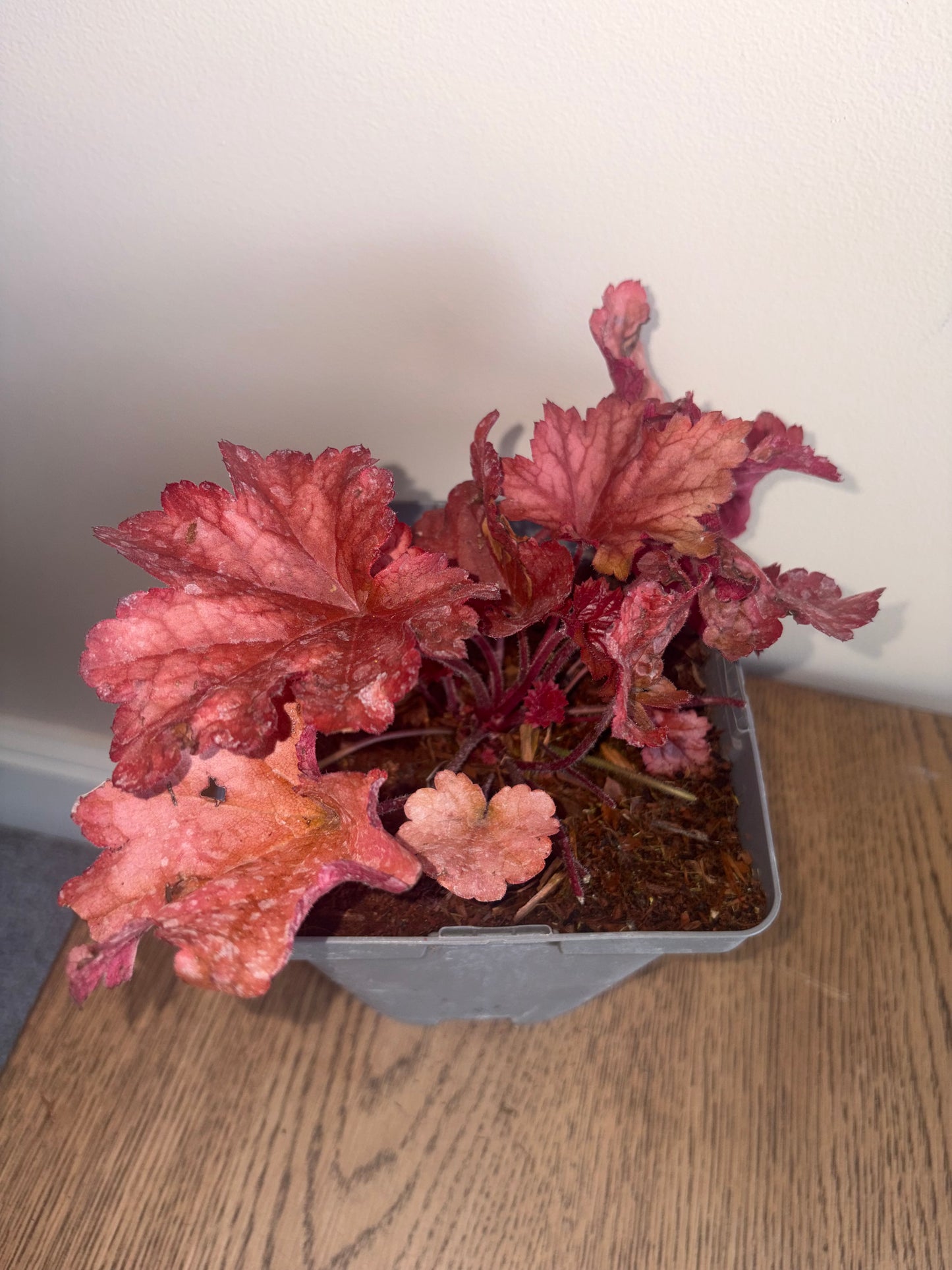 Heuchera Paprika 2L perennial Coral Bells plant HEUCHERA/141099/178865/GB
