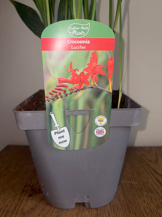 Crocosmia Lucifer 2L perennial Monbretia plant CROCOSMIA/141099/178865/GB