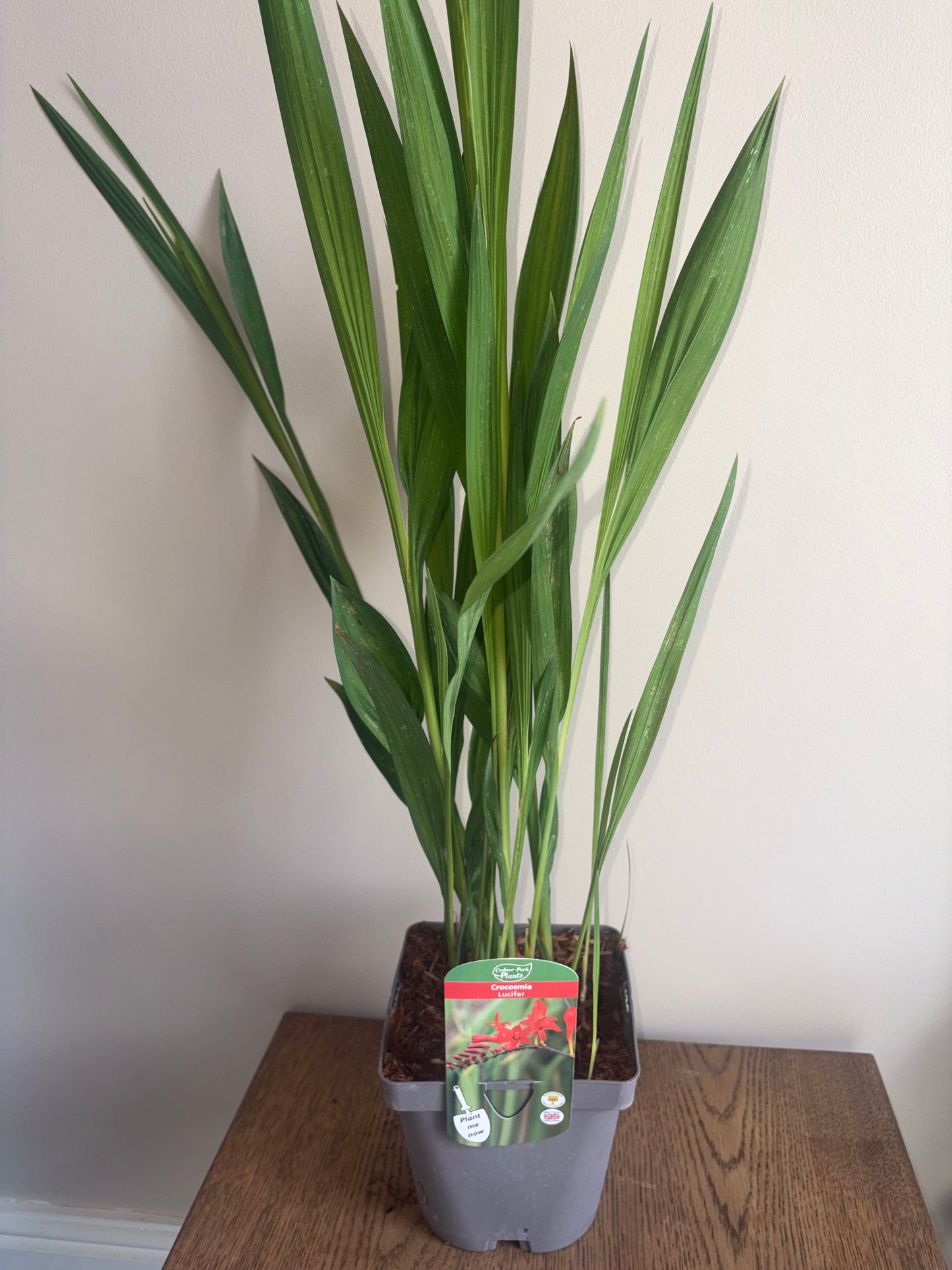 Crocosmia Lucifer 2L perennial Monbretia plant CROCOSMIA/141099/178865/GB