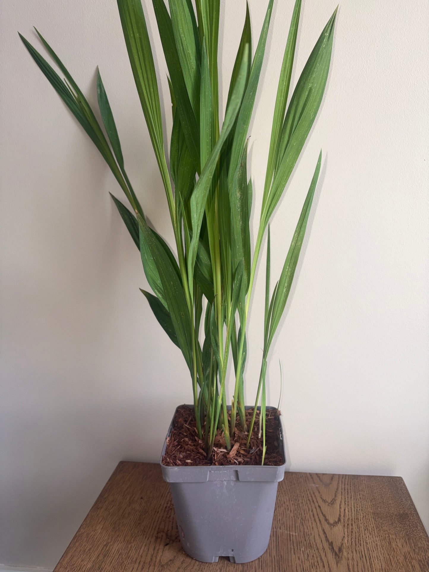 Crocosmia Lucifer 2L perennial Monbretia plant CROCOSMIA/141099/178865/GB