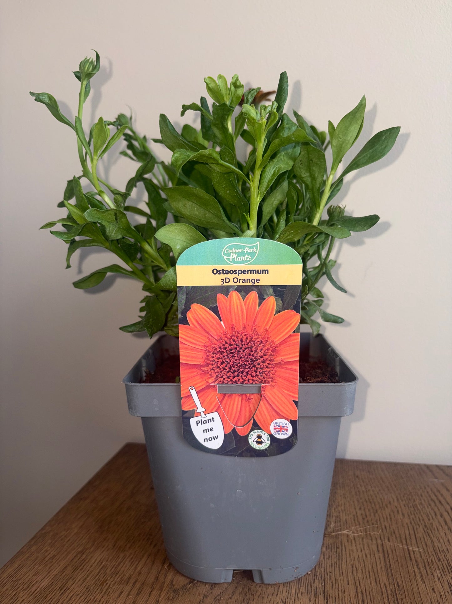 Osteospermum 3D Orange 2L perennial plant OSTEOSPERMUM/141099/178865/GB