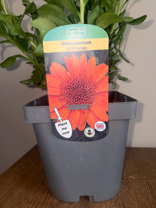 Osteospermum 3D Orange 2L | African Daisy Flowering Plant | Bee Friendly