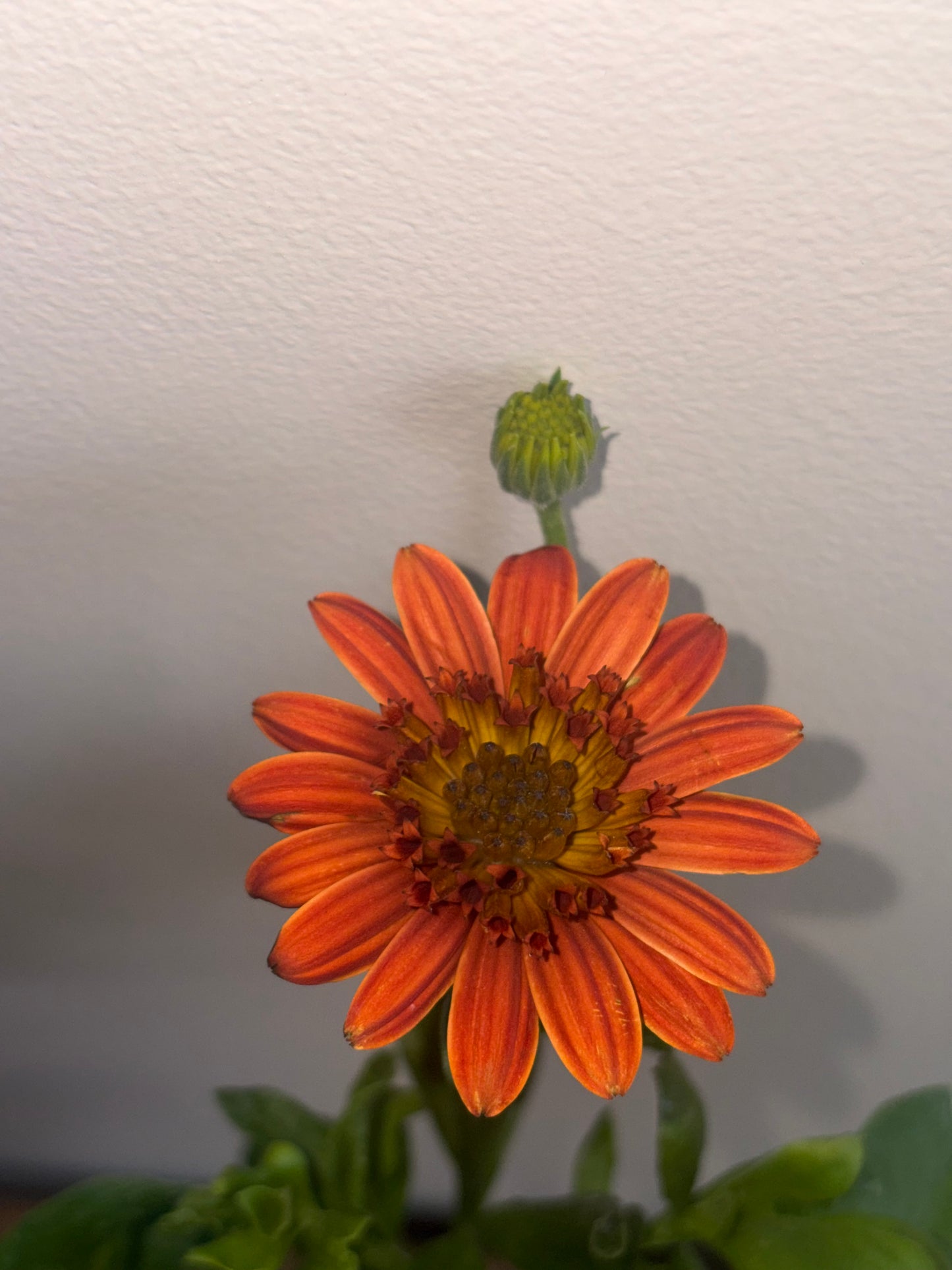 Osteospermum 3D Orange 2L perennial plant OSTEOSPERMUM/141099/178865/GB