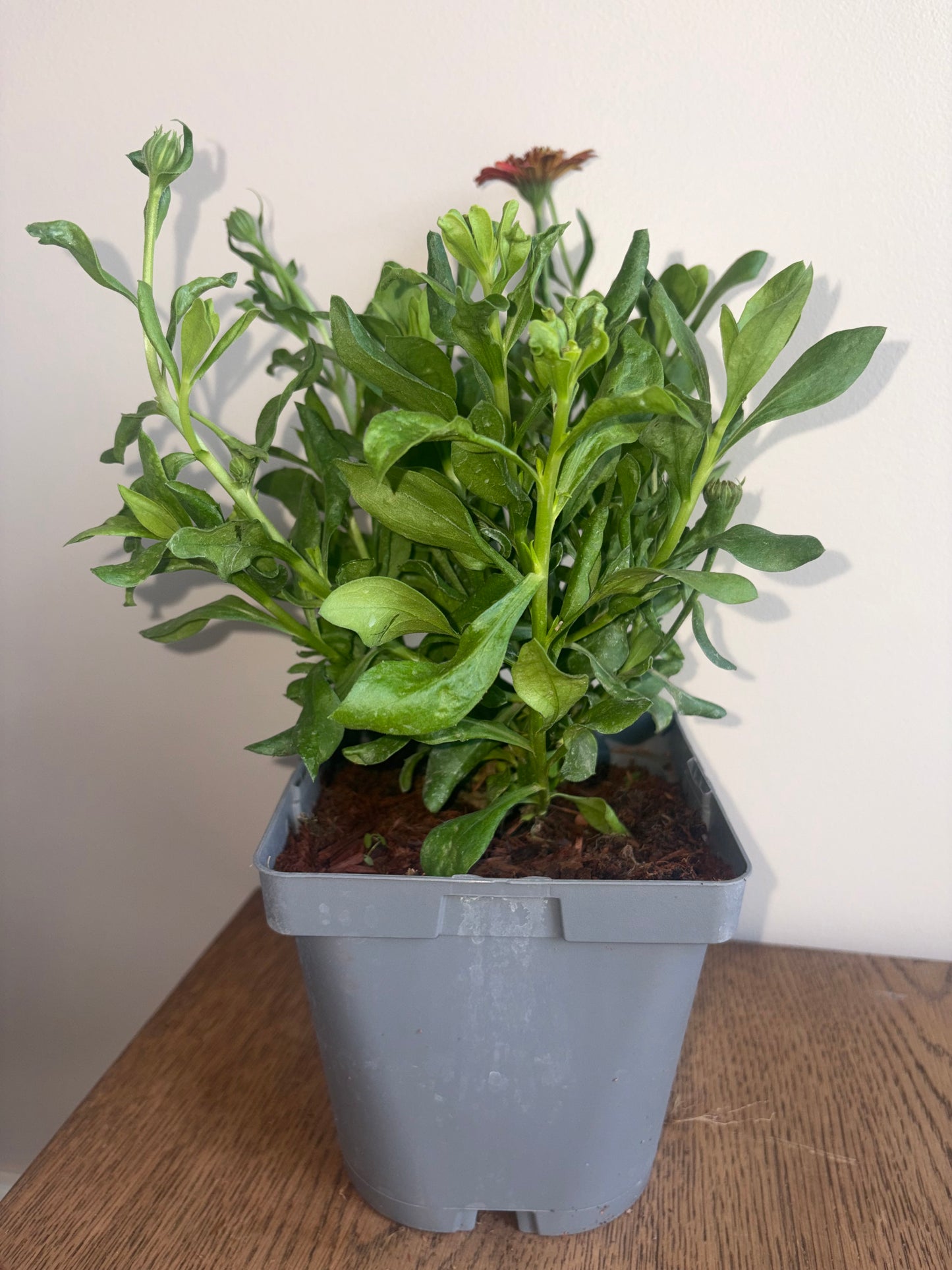 Osteospermum 3D Orange 2L perennial plant OSTEOSPERMUM/141099/178865/GB