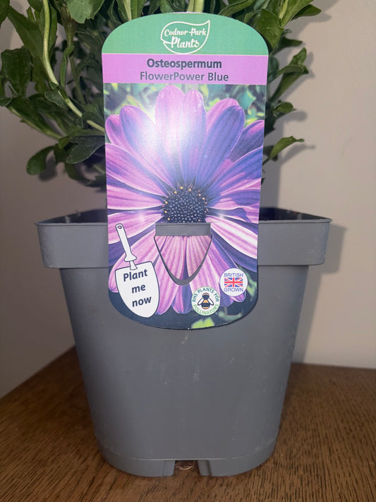 Osteospermum FlowerPower Blue 2L | African Daisy Flowering Plant for Bees