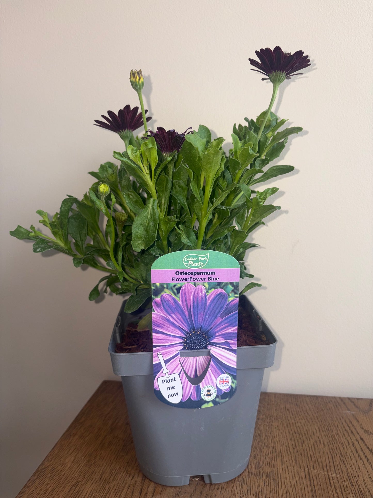 Osteospermum FlowerPower Blue 2L perennial plant OSTEOSPERMUM/141099/178865/GB