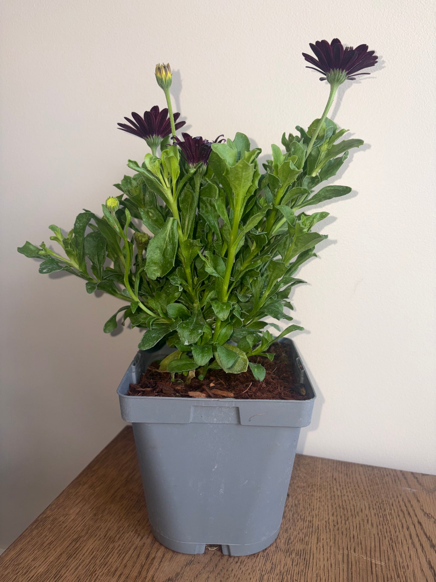 Osteospermum FlowerPower Blue 2L perennial plant OSTEOSPERMUM/141099/178865/GB