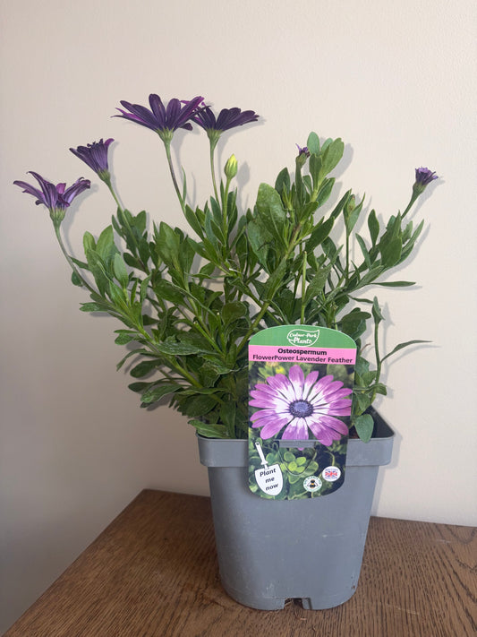 Osteospermum FlowerPower Lavender 2L | African Daisy Flowering Plant