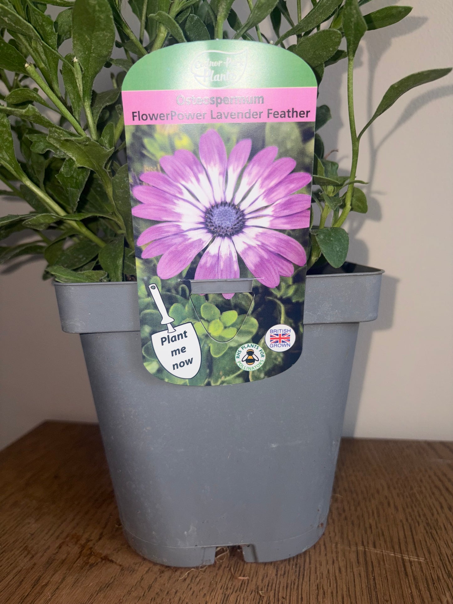Osteospermum FlowerPower Lavender 2L OSTEOSPERMUM/141099/178865/GB