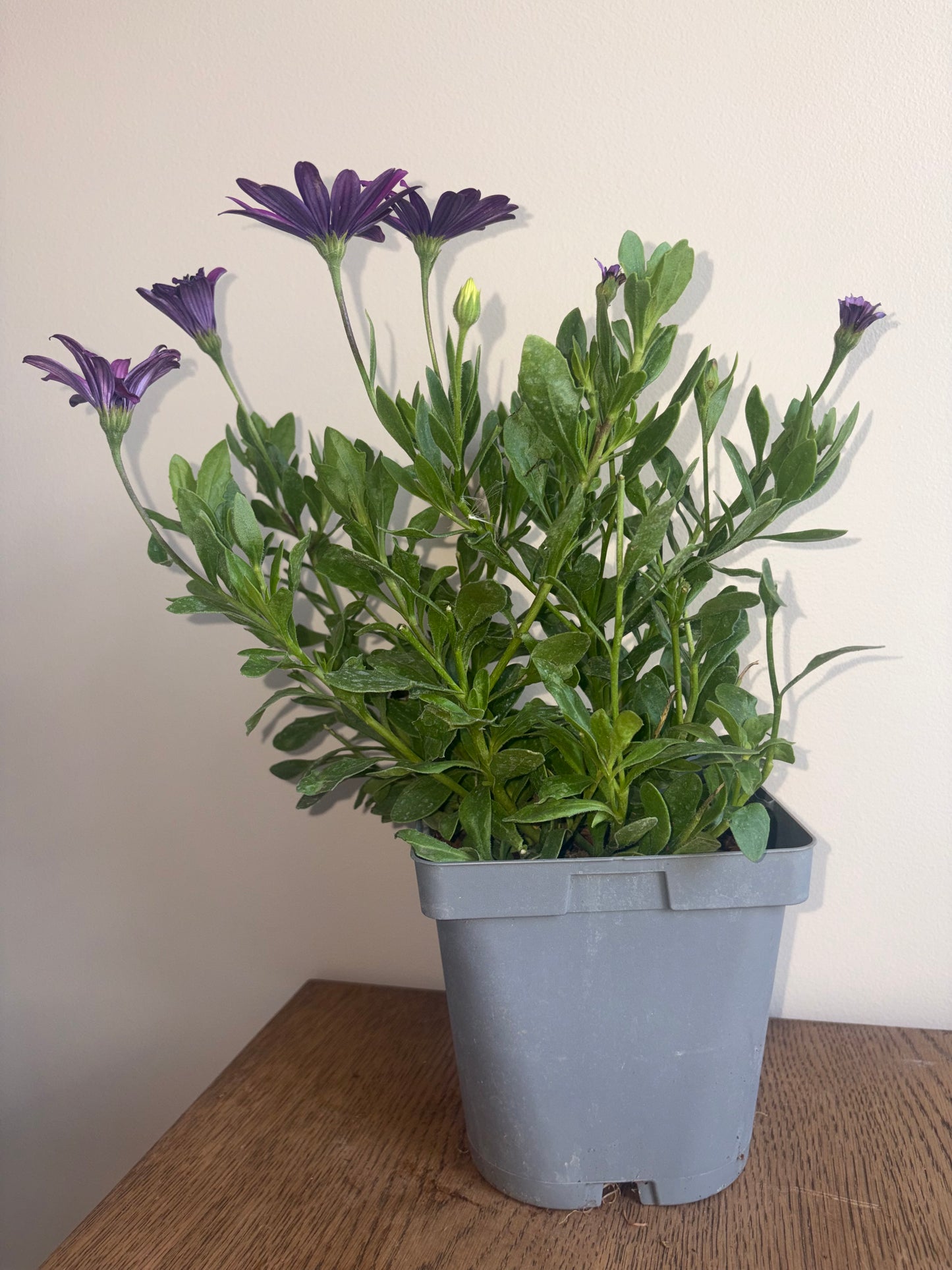 Osteospermum FlowerPower Lavender 2L OSTEOSPERMUM/141099/178865/GB