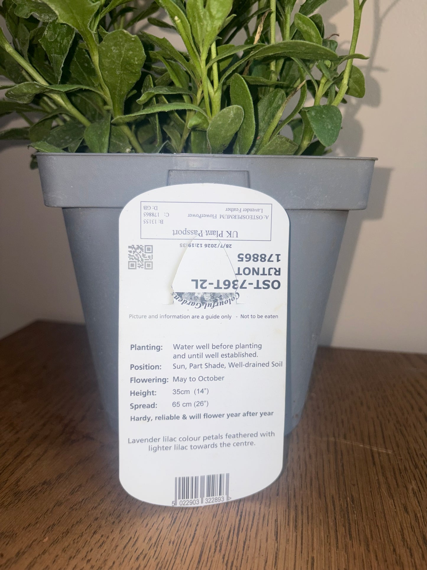 Osteospermum FlowerPower Lavender 2L OSTEOSPERMUM/141099/178865/GB